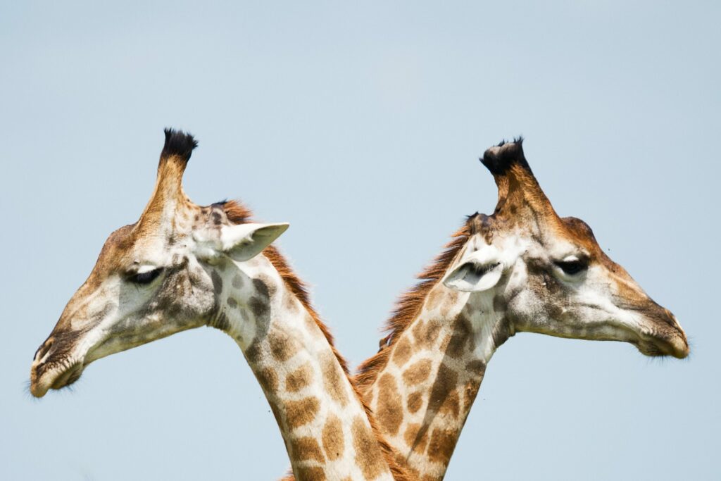 Girafes Ontario
